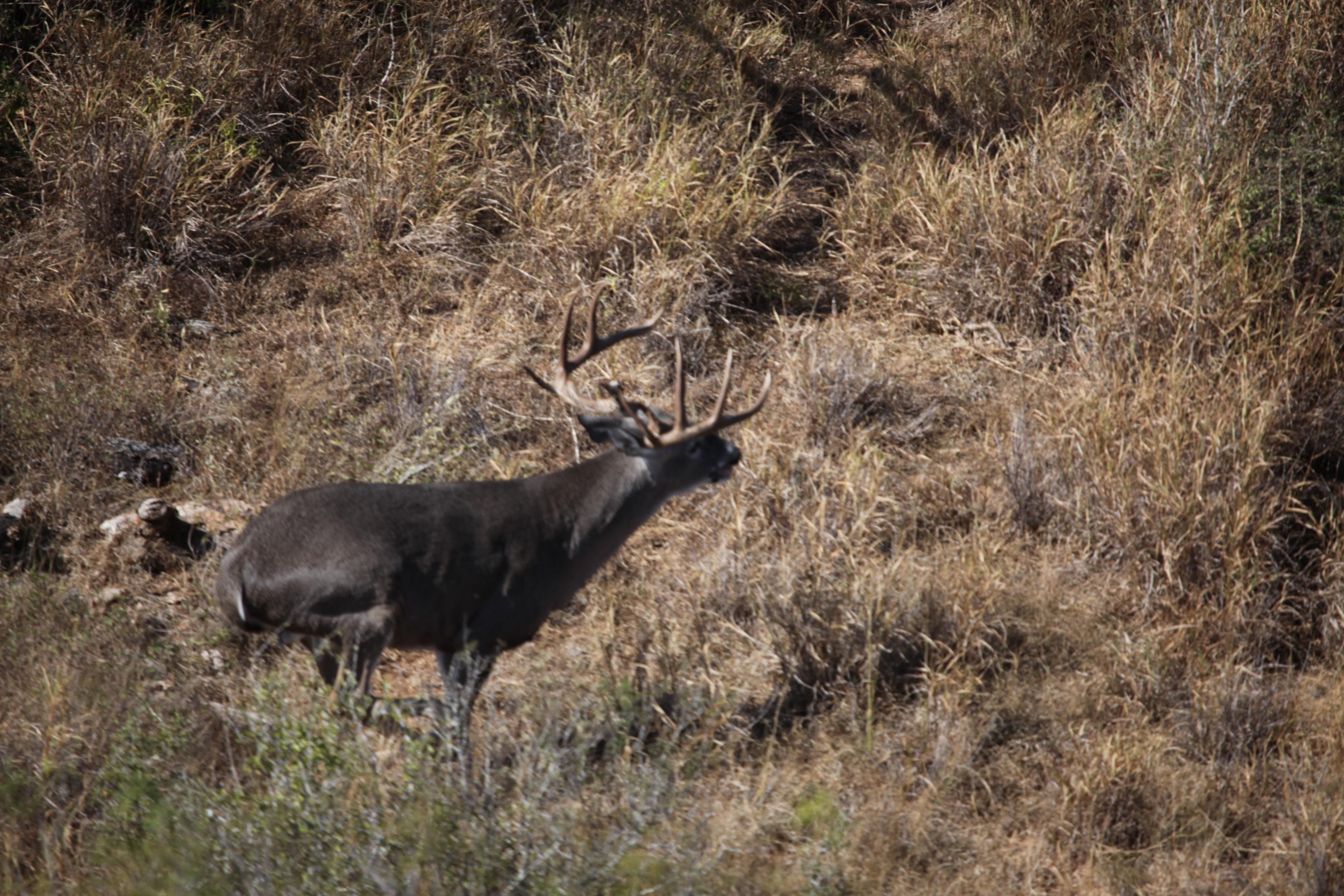 1,467 Acres, Benavides, TX 78341 Land and Farm