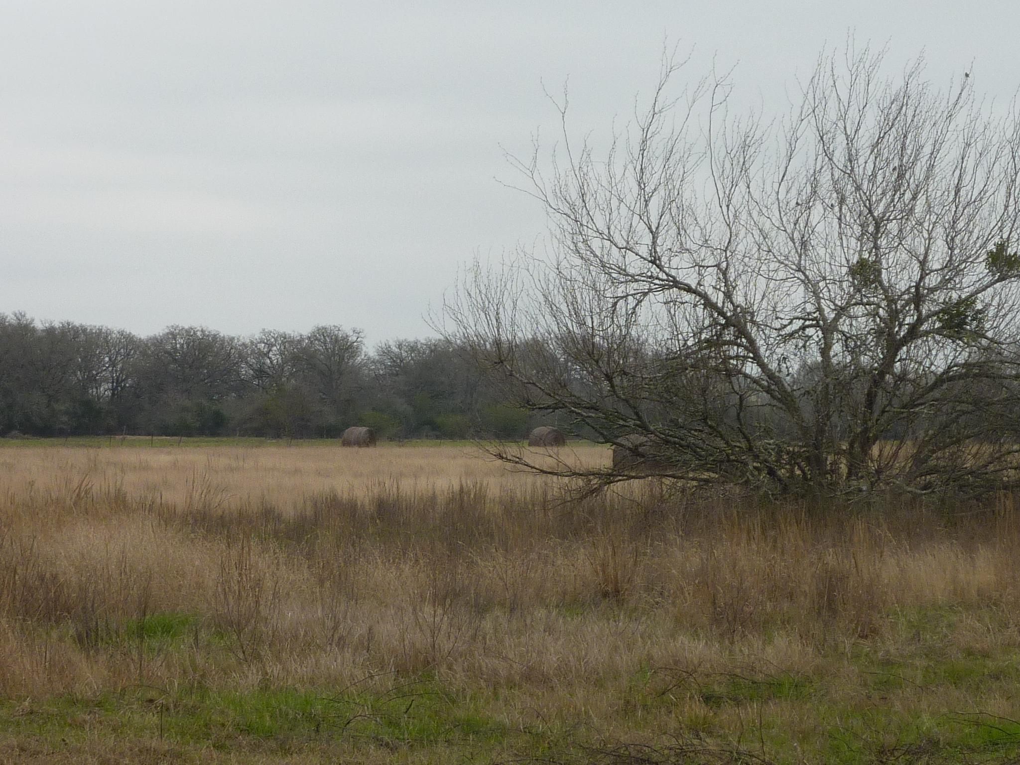 FM 1227, Navasota, TX 77868 Land and Farm