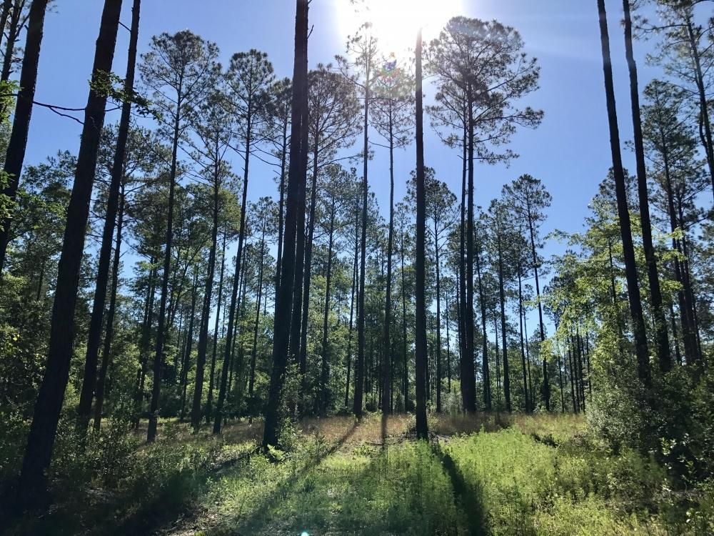 0 Whitehouse Fork Road, Bay AL 36507 Land and Farm