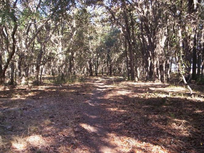 100 Acres, Groveland, FL 34736 Land and Farm