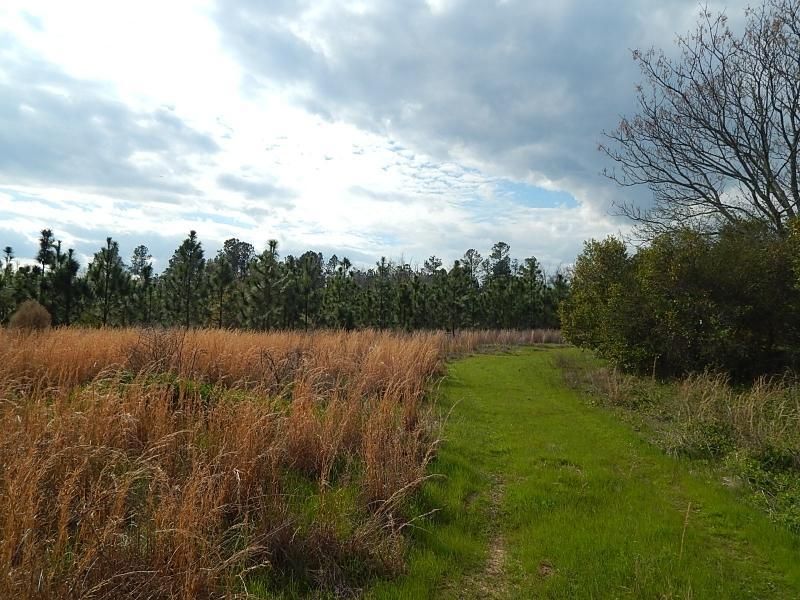 97.93 Acres, Stapleton, GA 30823 Land and Farm