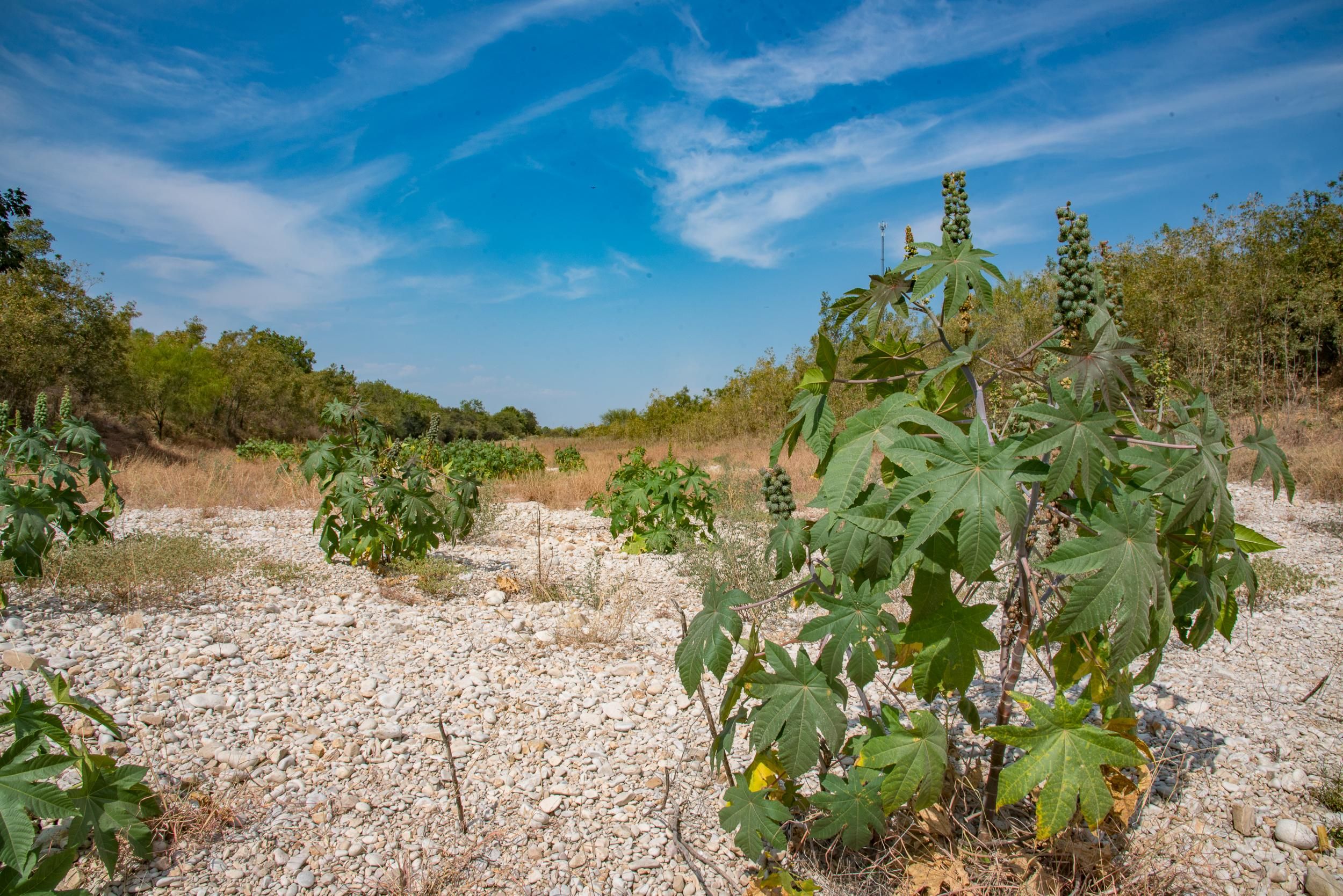44 Acres, Knippa, TX 78870 Land and Farm