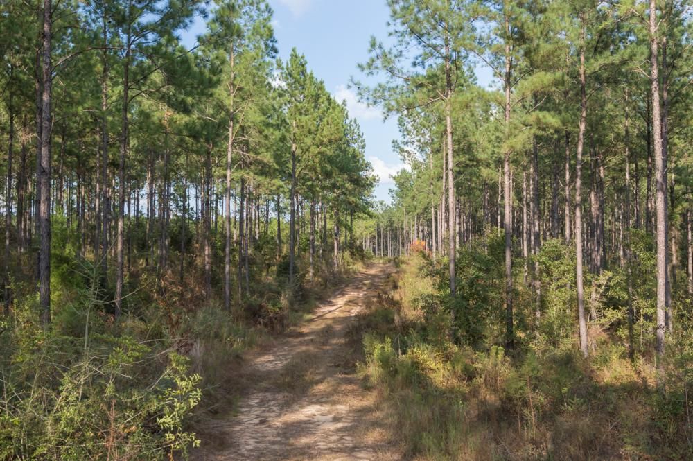 144 Acres, Jay, FL 32565 Land and Farm
