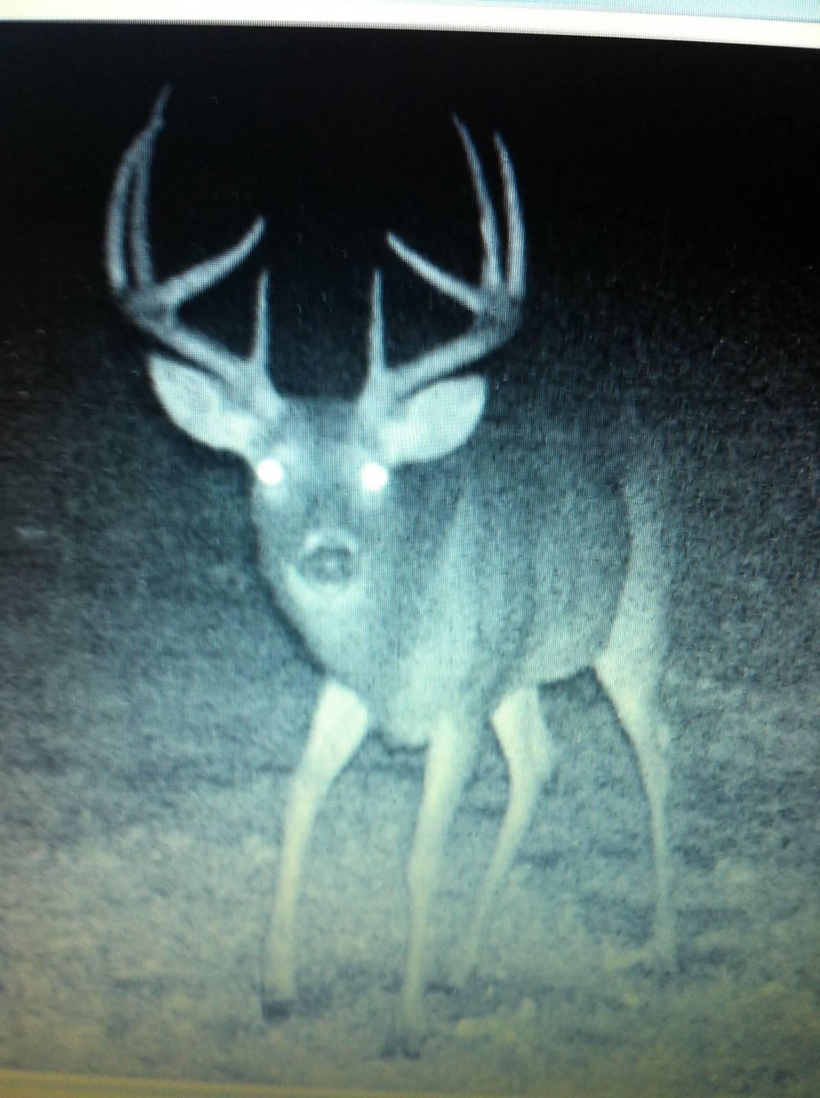 95.85 Acres, CR 320 Buck Acres Lane, Chamois, MO 65024 Land and Farm