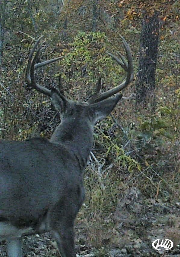 Rainey Camp Creek, Climax Springs, MO 65324 Land and Farm