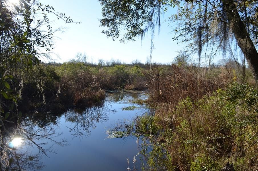 136 Acres, Cairo, GA 39828 Land and Farm