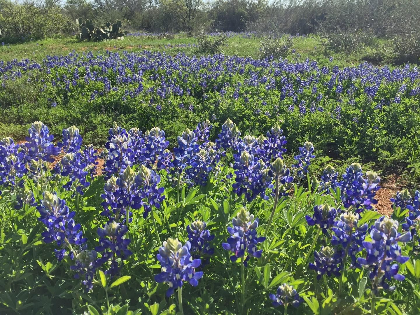 205 acres in Llano, TX, 78643 MLS 142684 Land and Farm