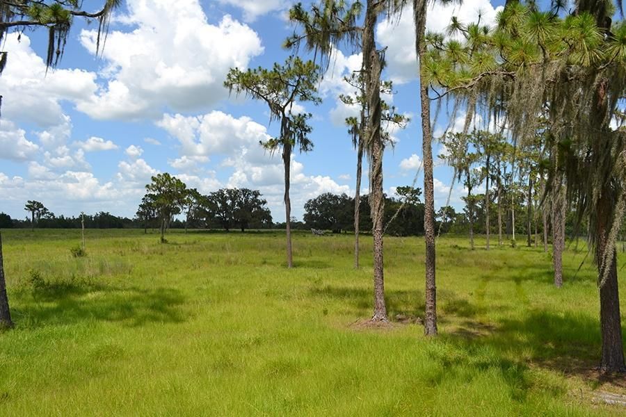 46 Acres, Fish Branch Road, Zolfo Springs, FL 33890 Land and Farm