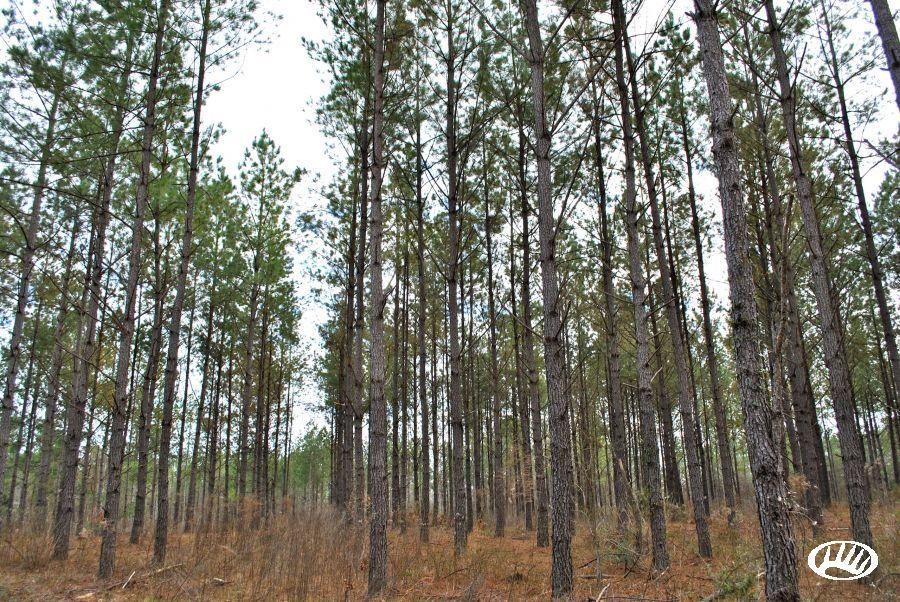 77 Acres, Highway 219, LotWP01, Selma, AL 36756 Land and Farm