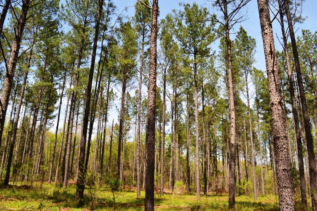 762 Acres, Mount Carmel, SC 29840 Land and Farm