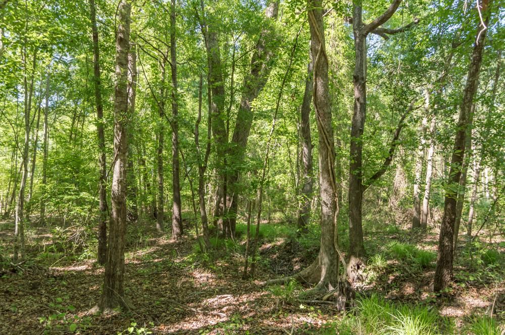 140 Acres, Nesbit Road, Manning, SC 29102 Land and Farm