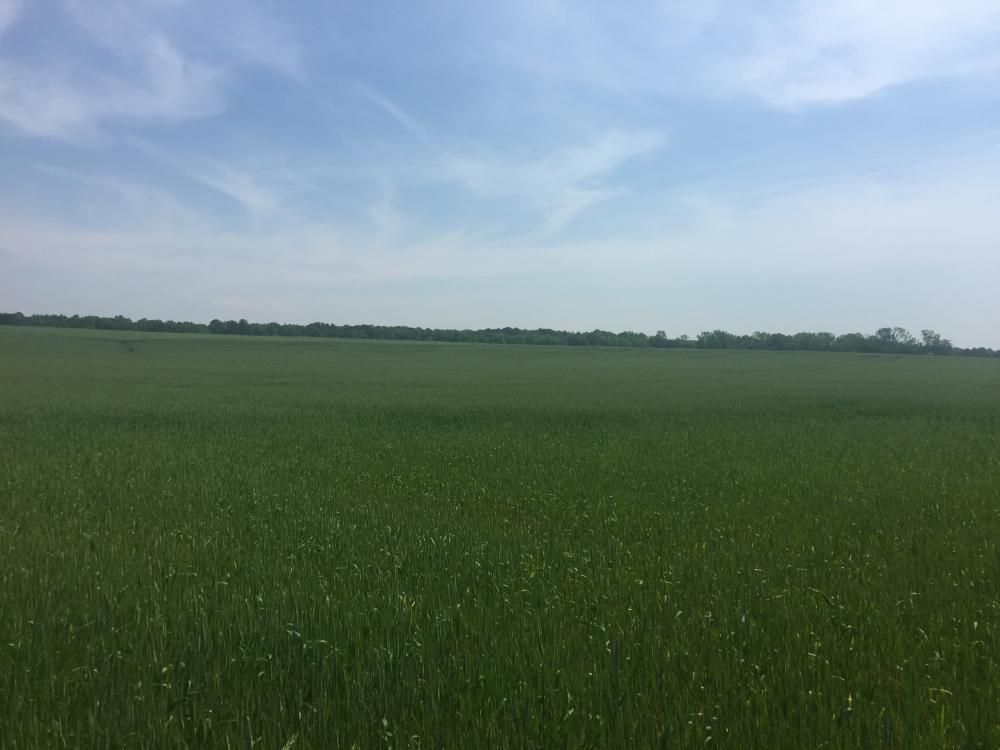 100 Acres, Carters Gin Road, Toney, AL 35773 Land and Farm