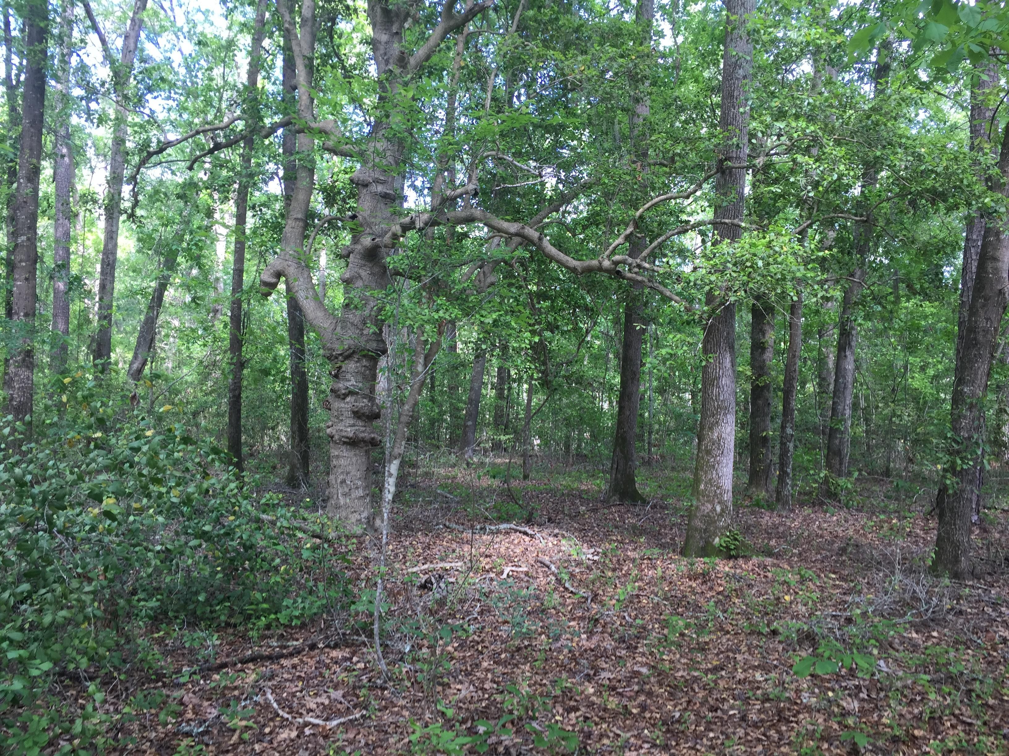 6 Acres, Meeting House Rd, Hopkins, SC 29061 Land and Farm
