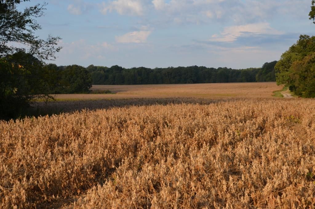 511 Acres, 24545 TN57, La Grange, TN 38046 Land and Farm