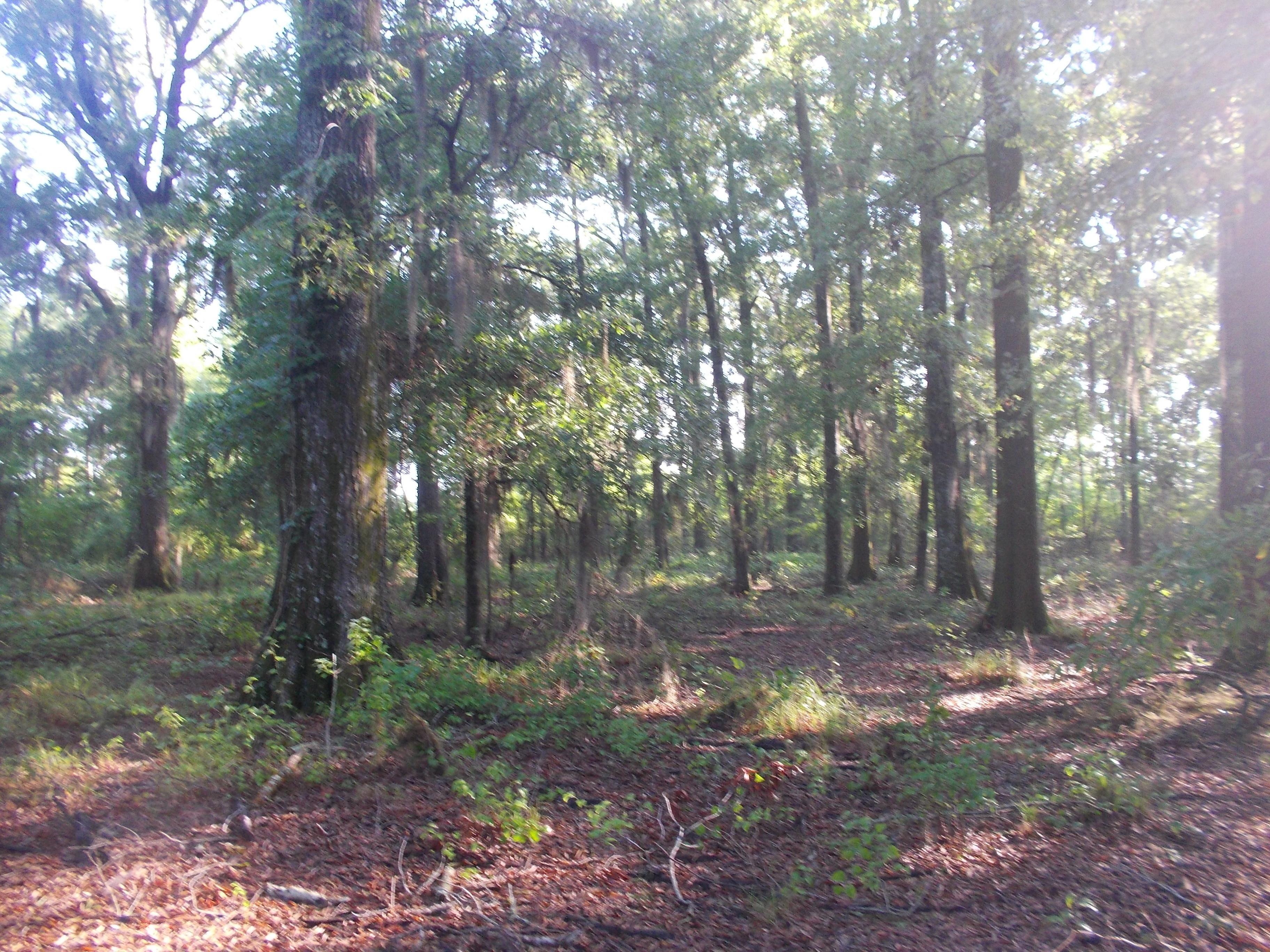 20 Acres, Cobbs Ford Road, Millbrook, AL 36054 Land and Farm