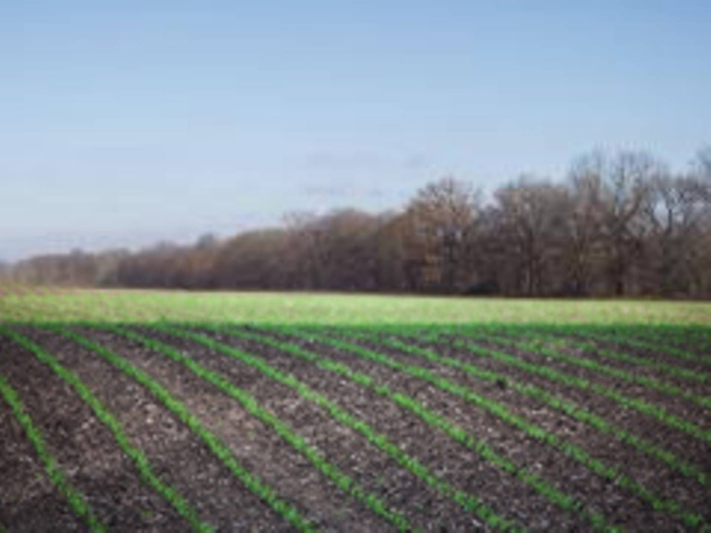 40 Acres, Sec 25 T6 R9 Sec, Carmi, IL 62821 Land and Farm