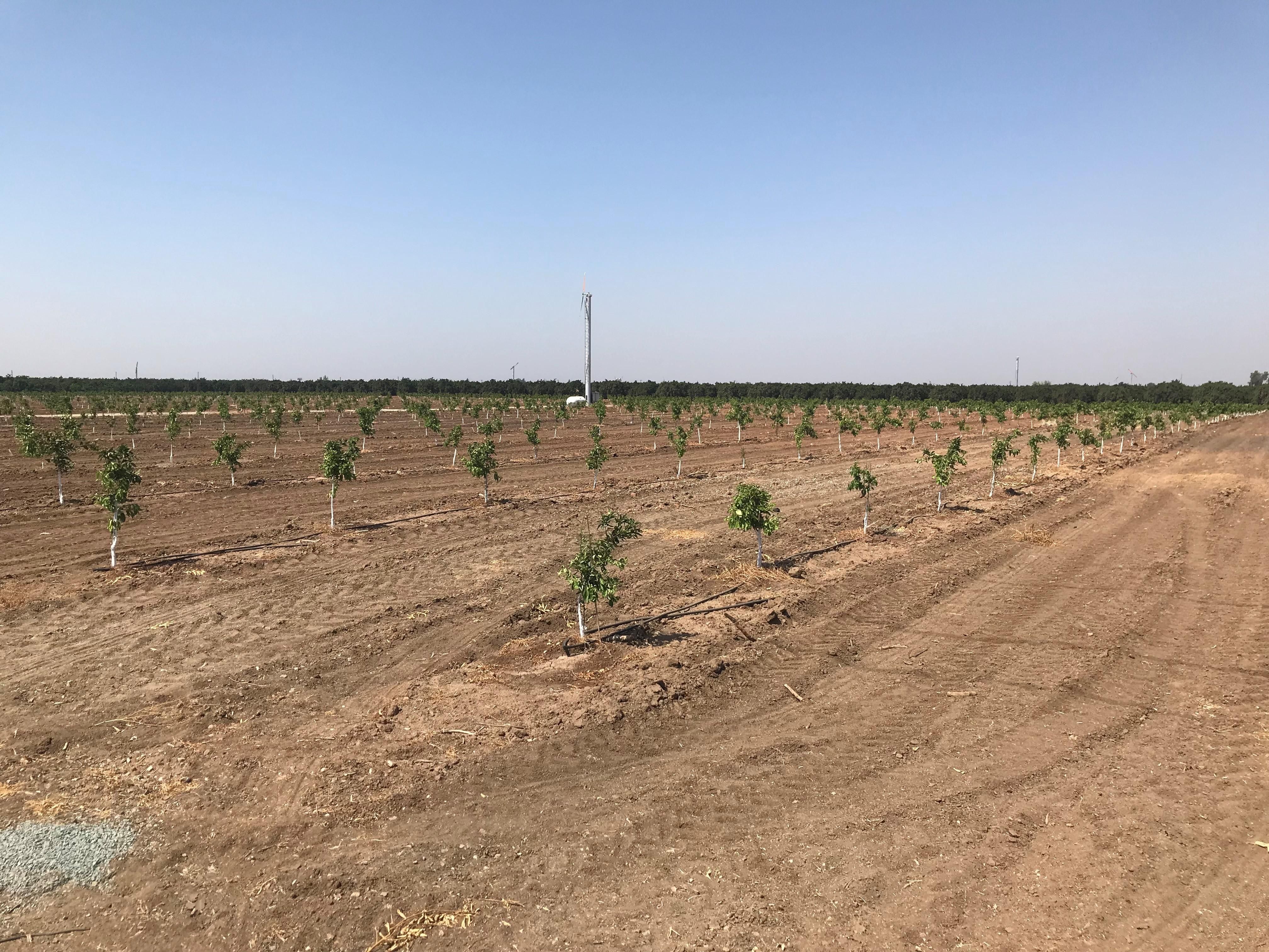 32.32 Acres, Terra Bella, CA 93270 Land and Farm