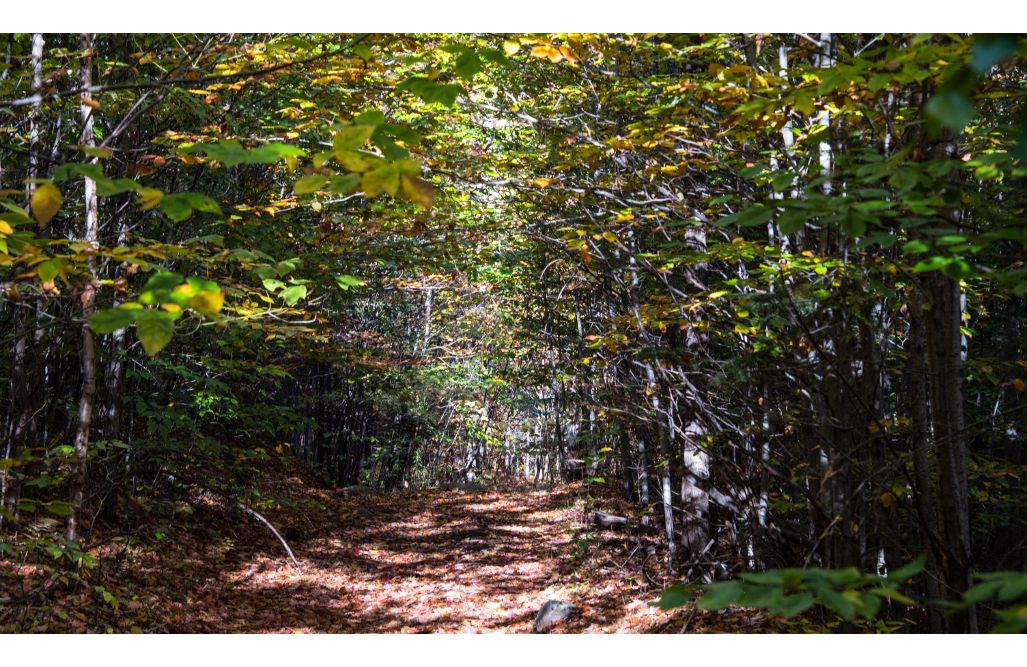 153 Acres, Sharrett Rd, Ellenburg, NY 12934 Land and Farm