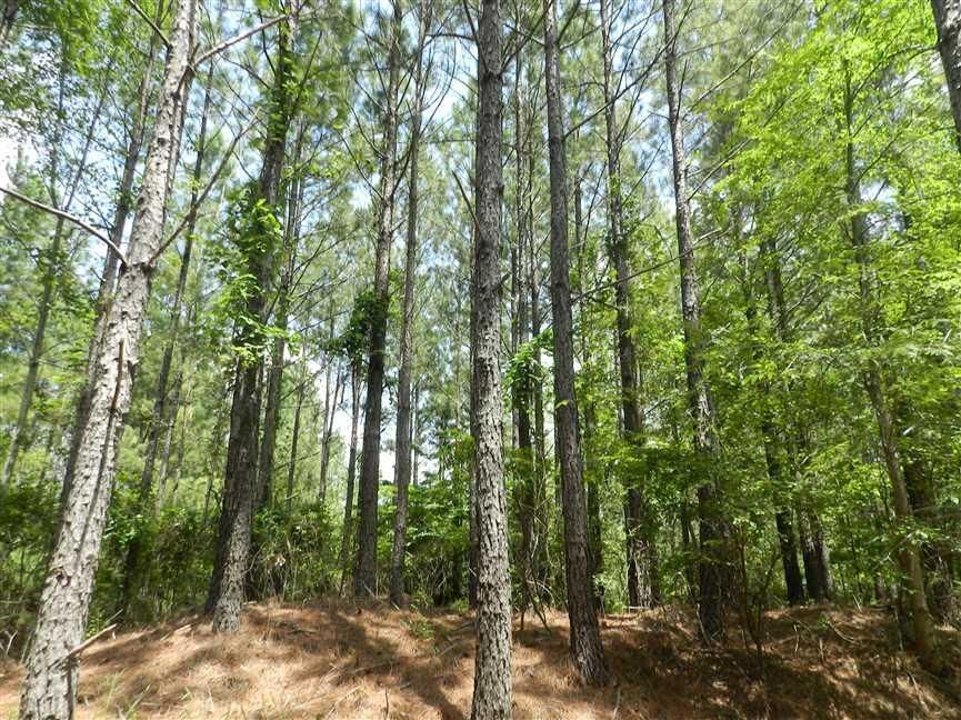 257.17 Acres, Jumpertown, MS 40149 Land and Farm