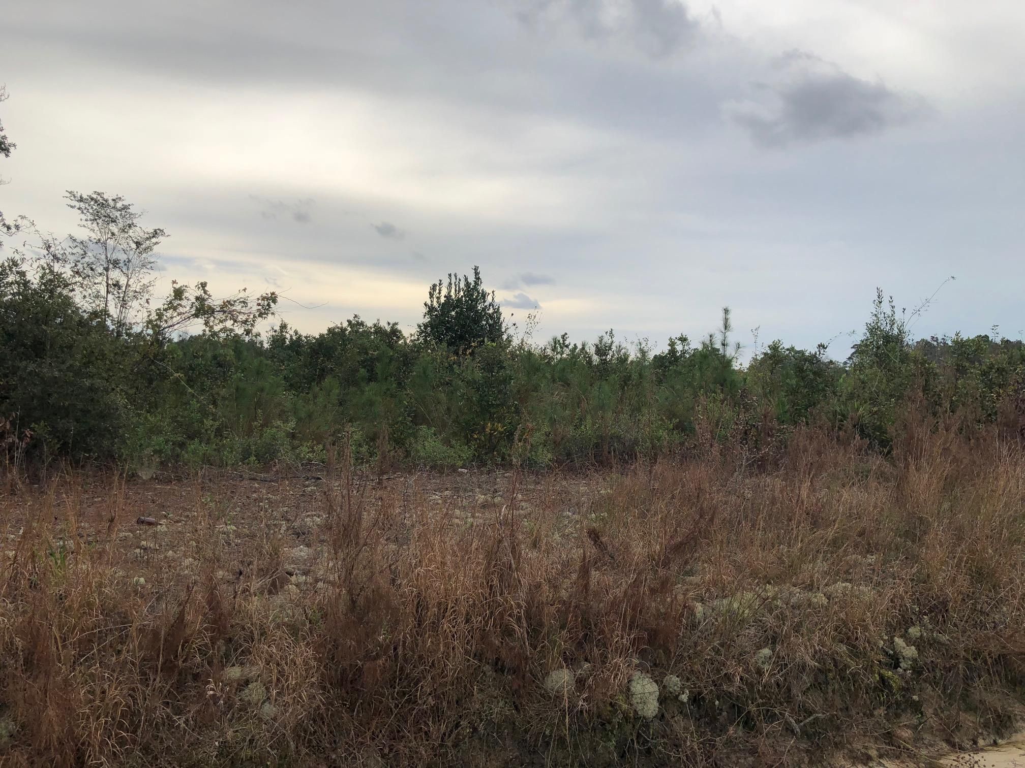 3946 Ware Street, Blackshear, GA 31516 Land and Farm