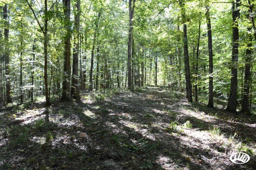 146.63 Acres, Cupit Road, Union Church, MS 39668 Land and Farm