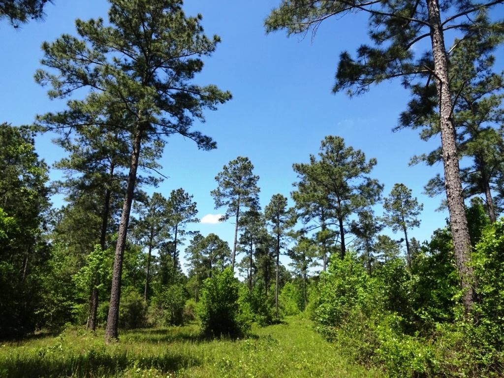 17.9 Acres, Felix Currie Road, Oakhurst, TX 77359 Land and Farm