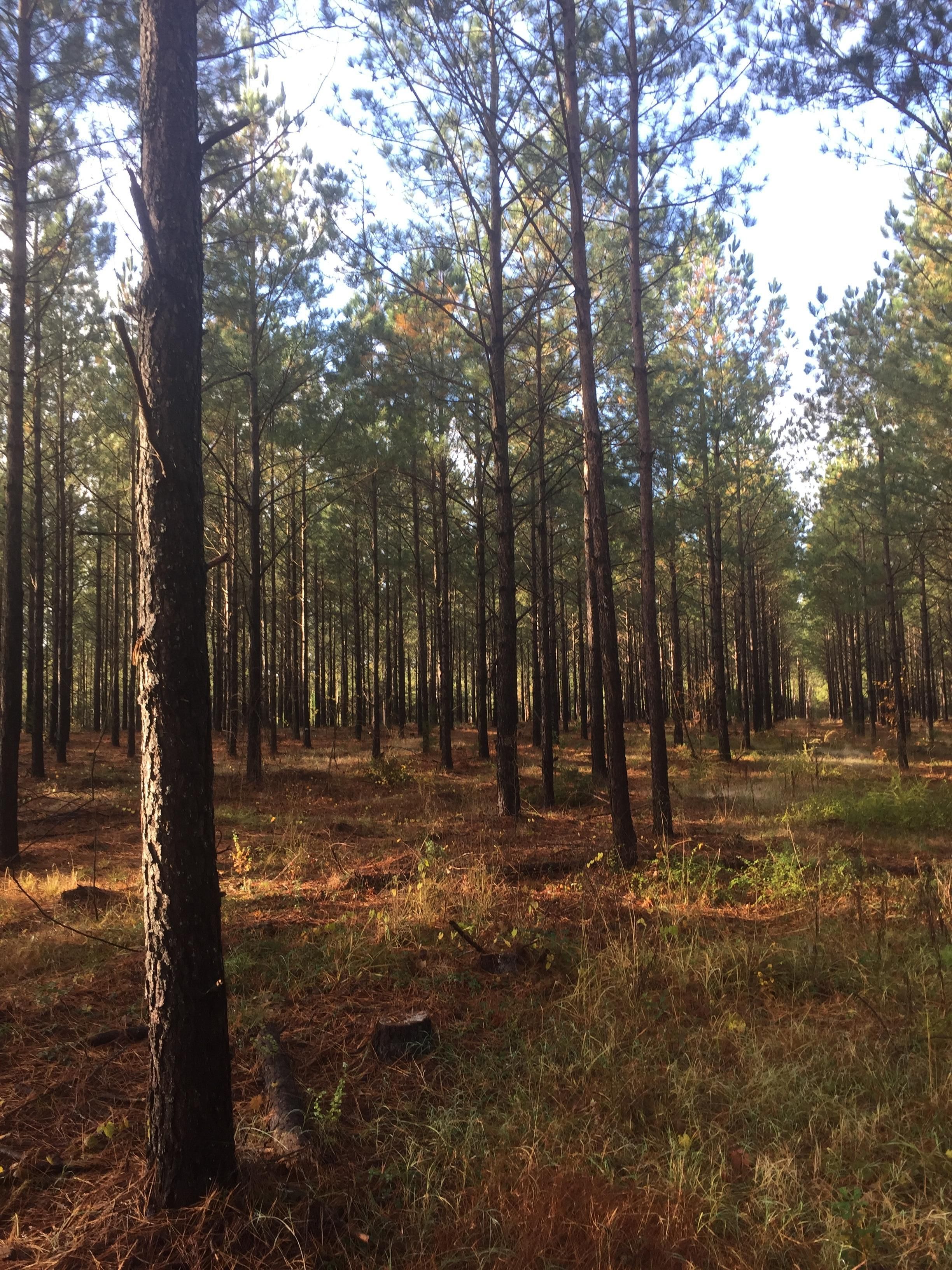 10 Acres, Smallstown Road, Winnsboro, SC 29180 Land and Farm