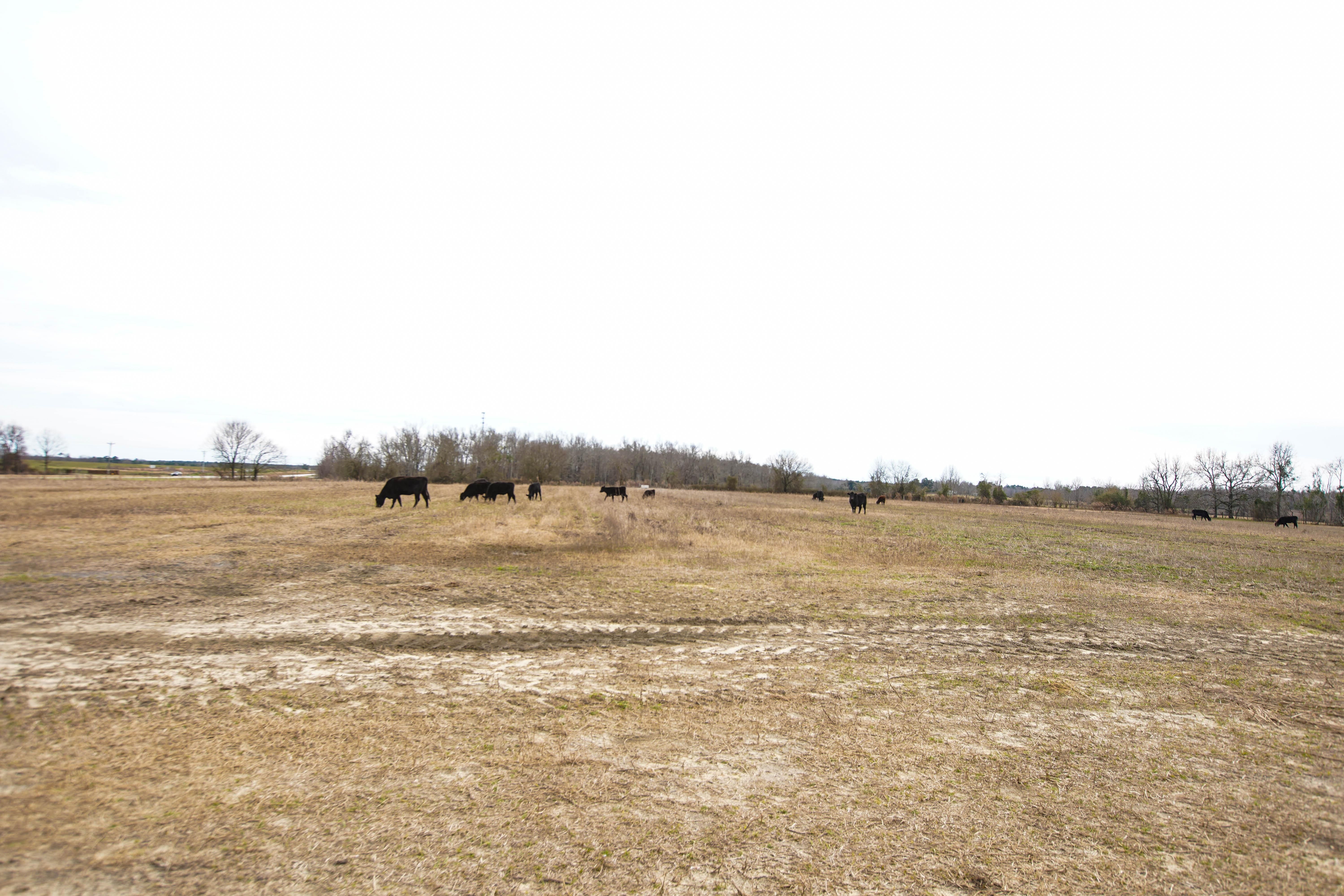 400 Acres, BrinsonPond Road, Waynesboro, GA 30830 Land and Farm