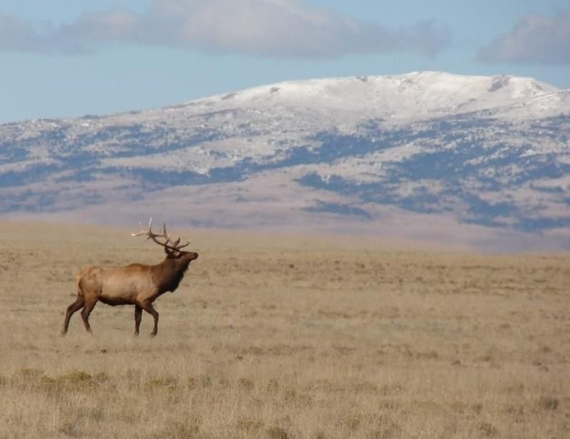 927 Sofia Road, Clayton, NM 88424 MLS 201805847 Land and Farm