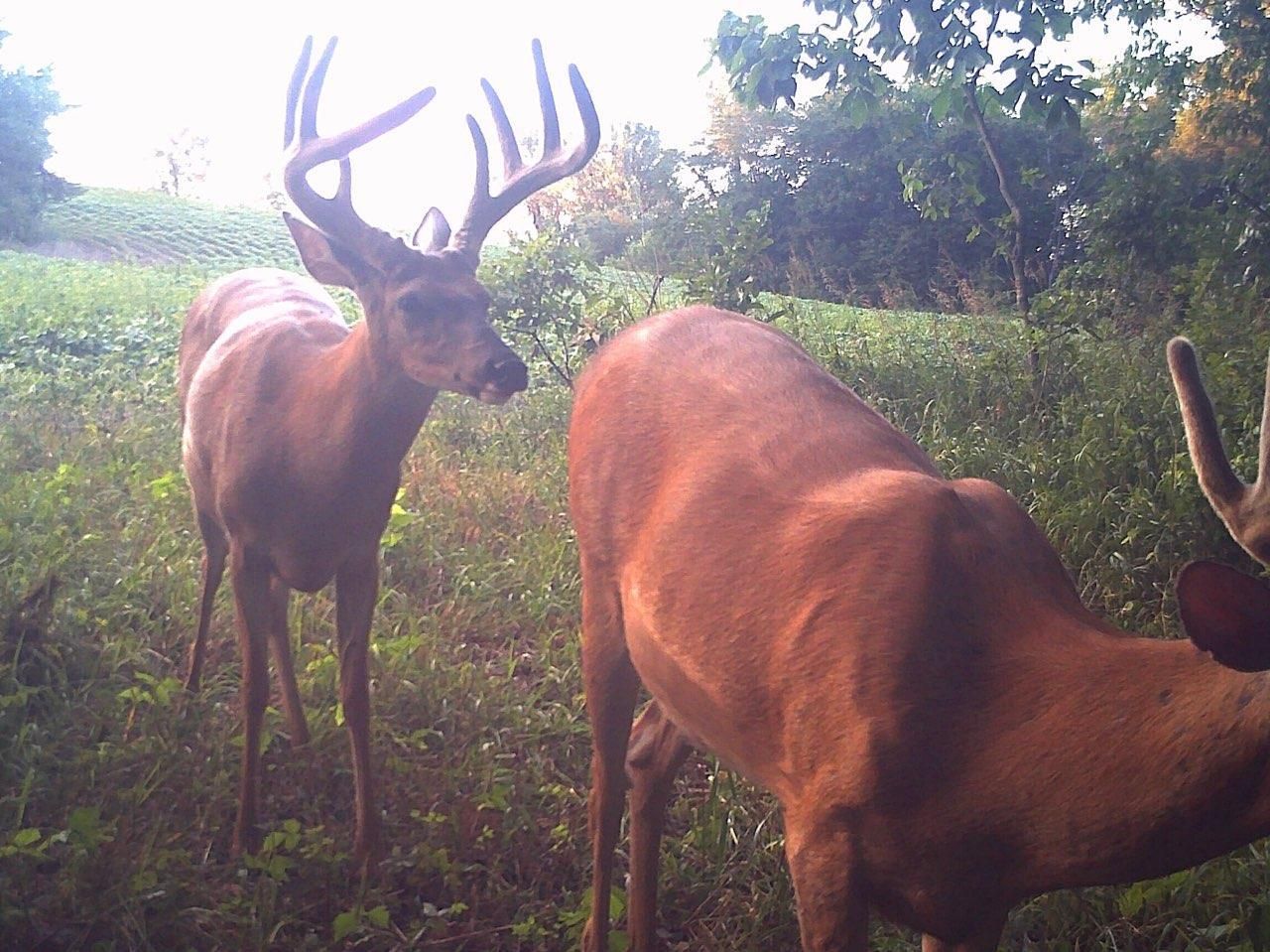 284 Acres, Nutmeg Rd, Milan, MO 63556 Land and Farm