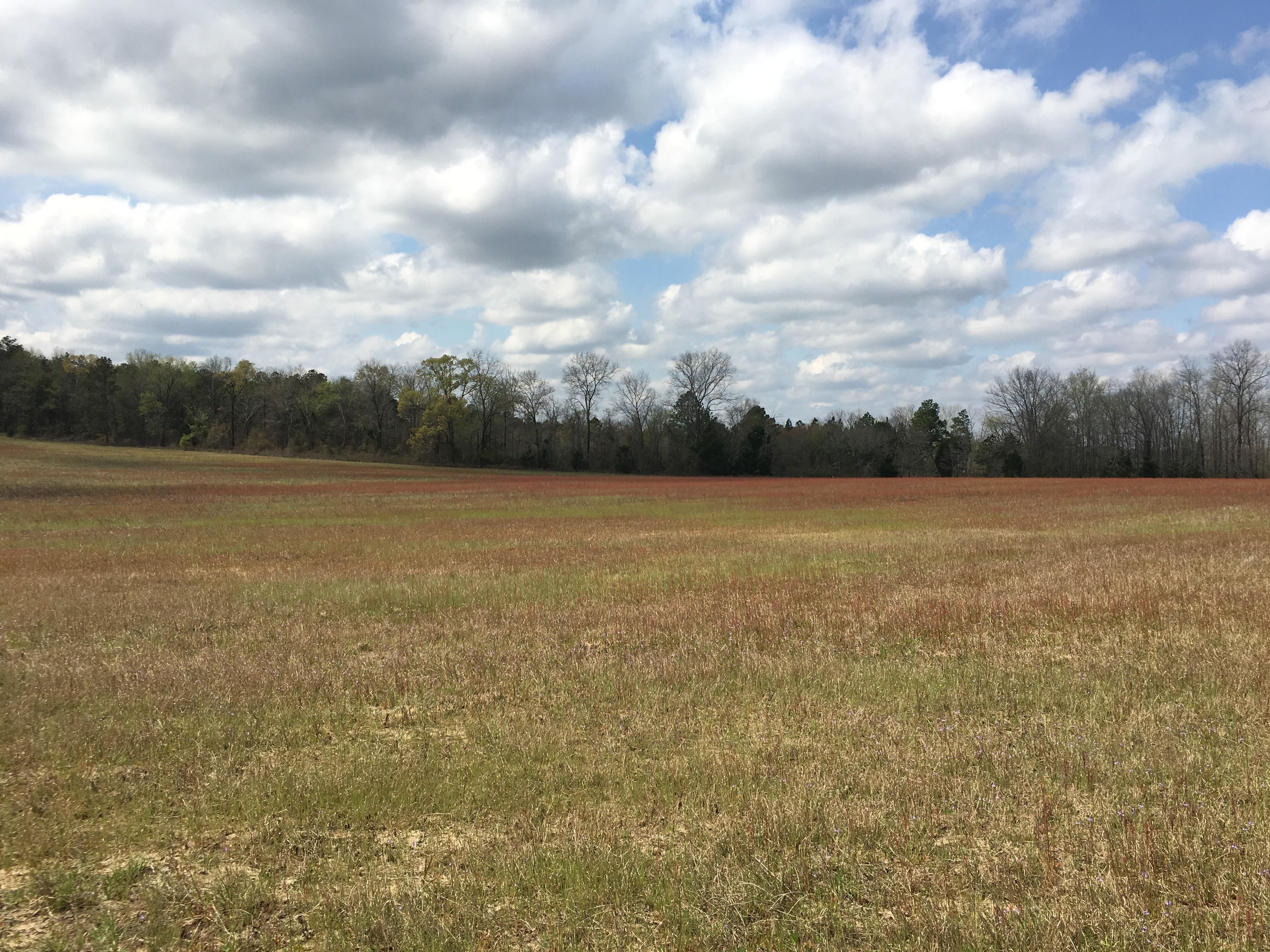 180 Acres, Harbuck Road, Buena Vista, GA 31803 Land and Farm