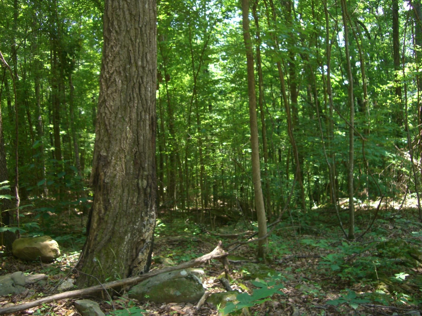 North Houston St, Scottsboro, AL 35768 MLS 1115766 Land and Farm