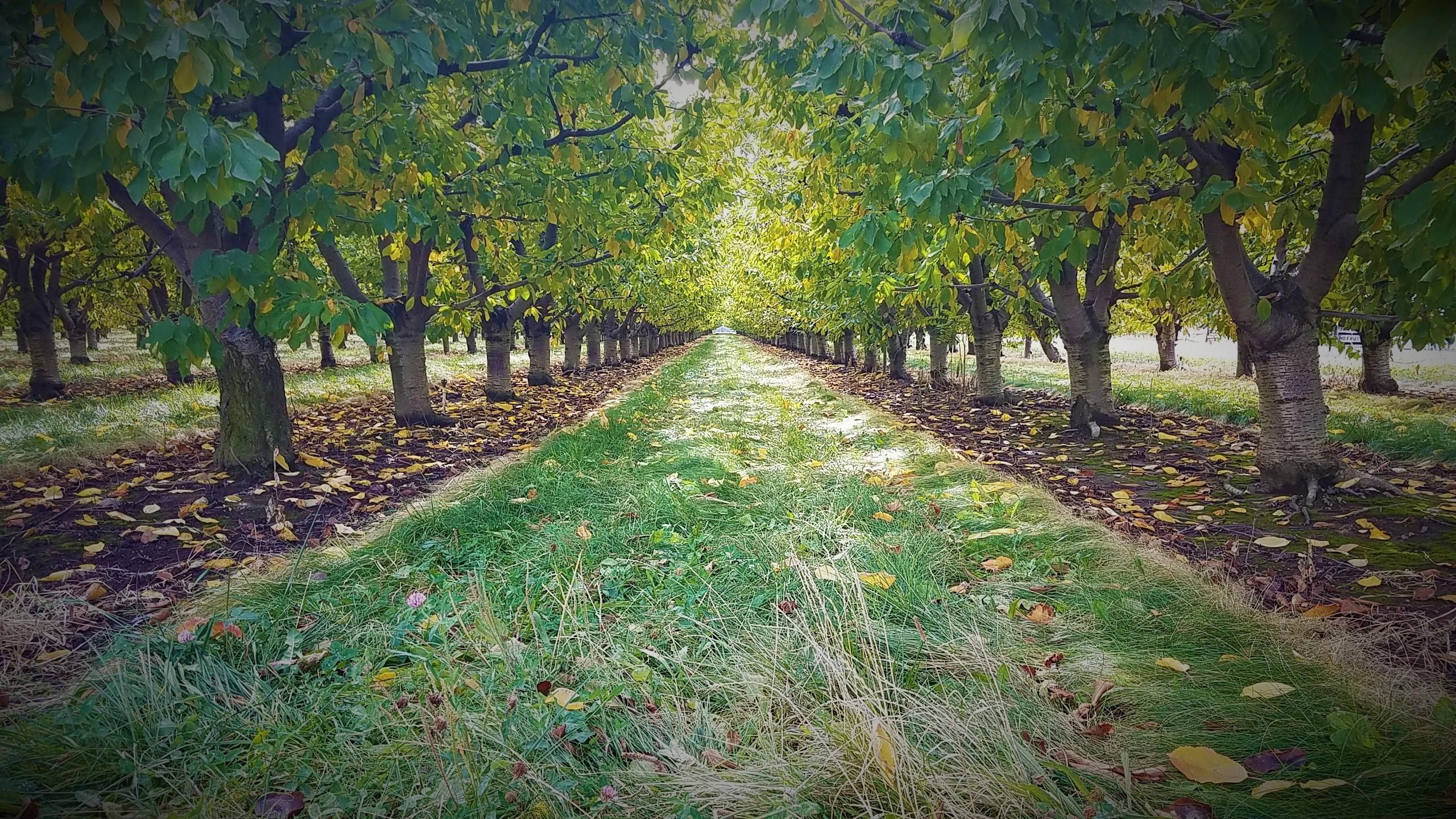 Chuckhole Lane, Milton Freewater, OR 97862 Land and Farm
