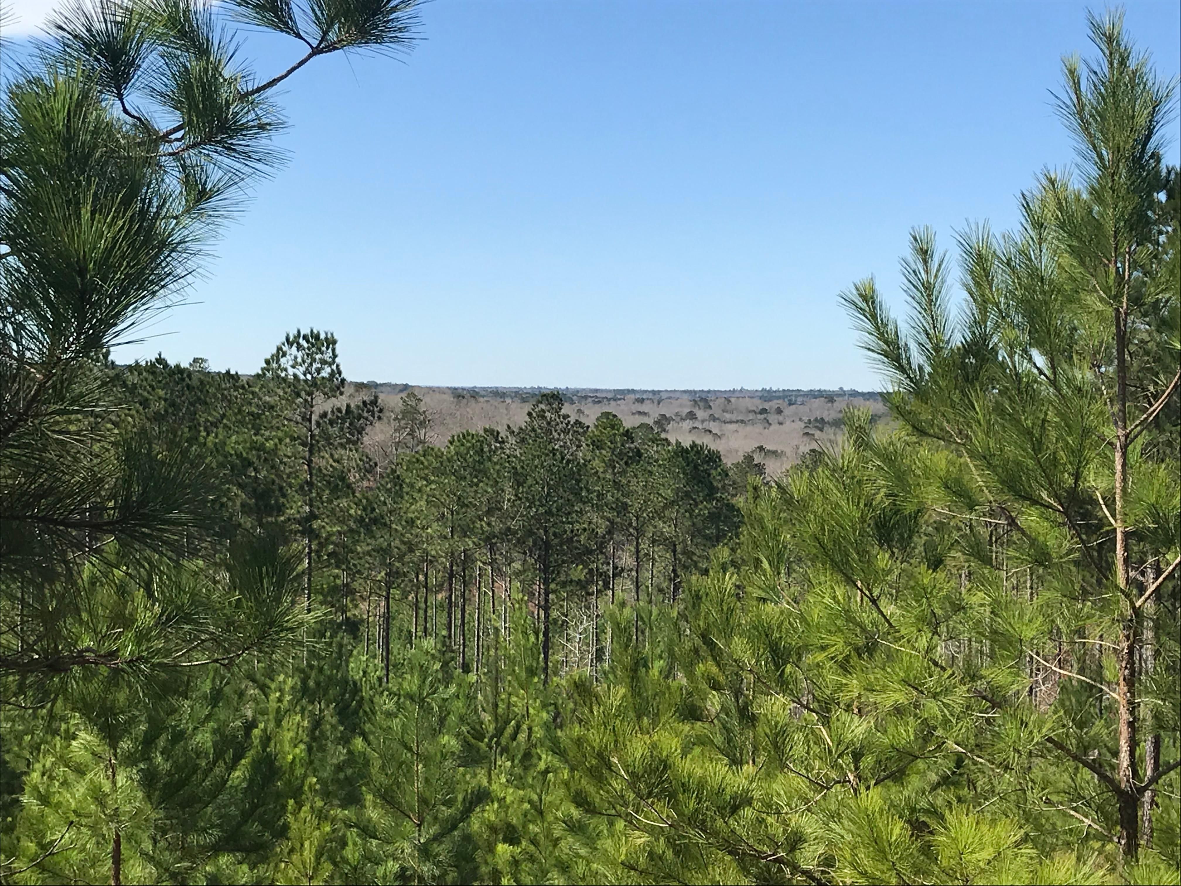 736.42 Acres, Cusseta, GA 31805 Land and Farm