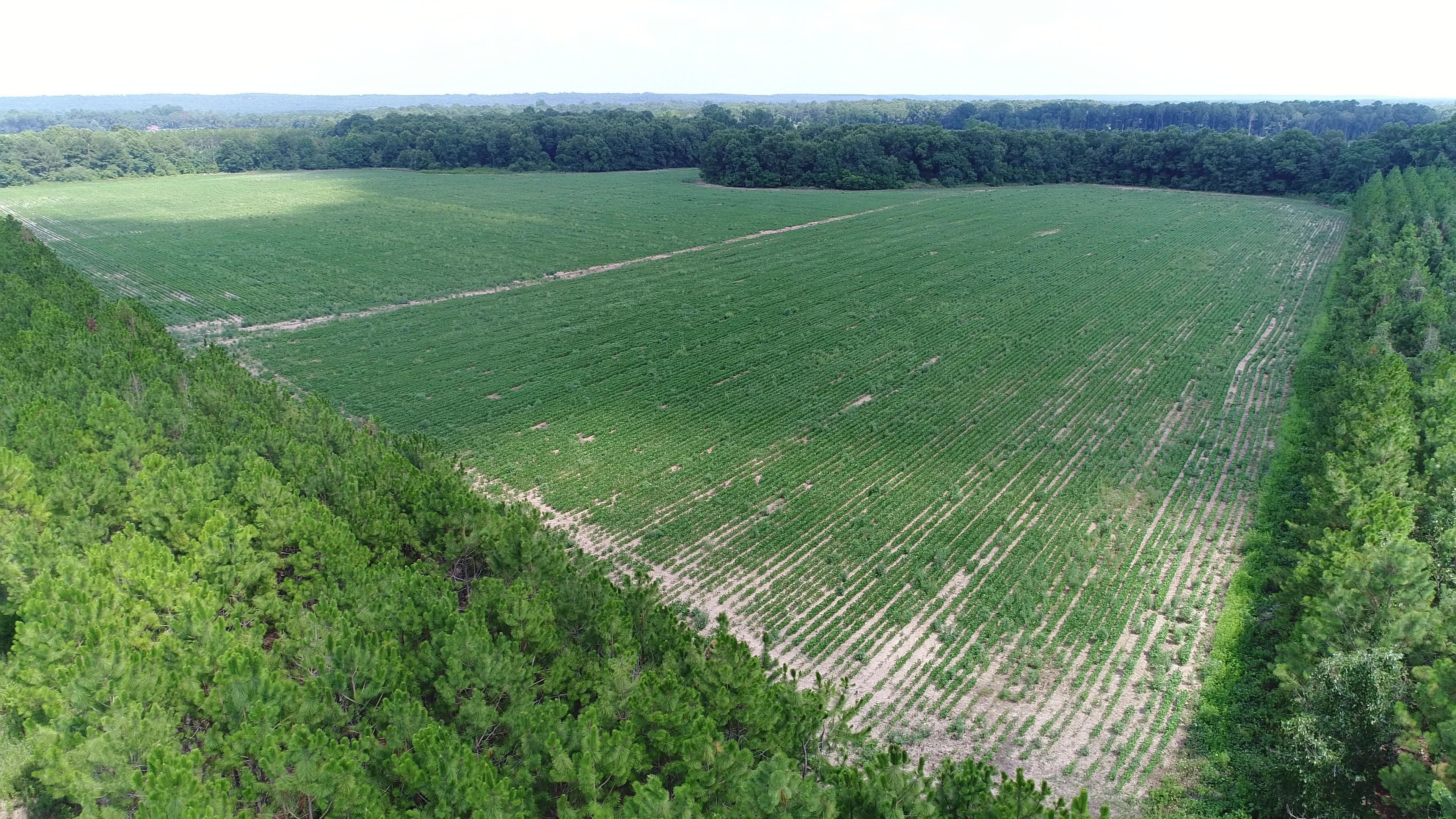 19 GA127, Reynolds, GA 31076 Land and Farm