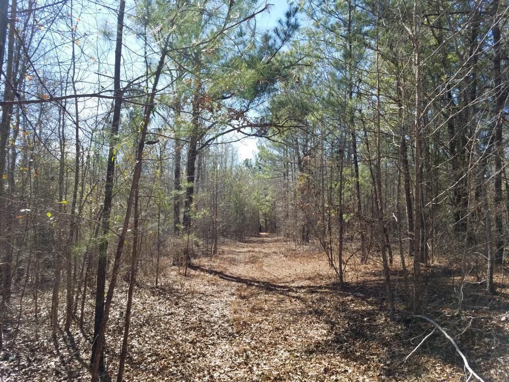 80 Acres, 0 Mt. Coney Church Road, Midway, AL 36053 Land and Farm