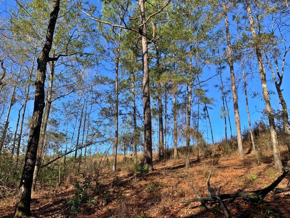 85 Acres, 0 Old Citronelle Road, Citronelle, AL 36522 Land and Farm