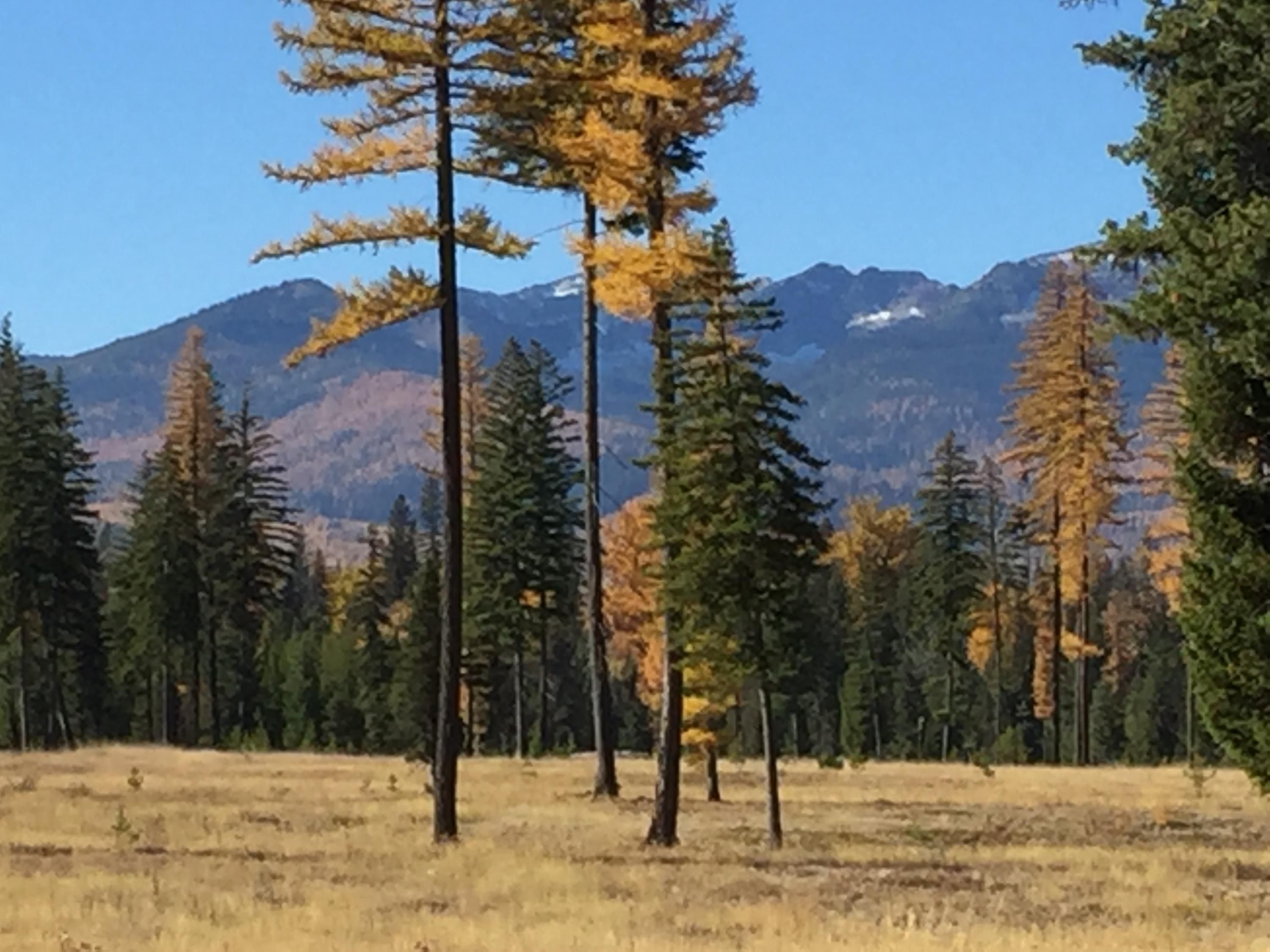 1.67 Acres, Lot 9 Glacier Creek Meadows, Condon, MT 59826 Land and Farm