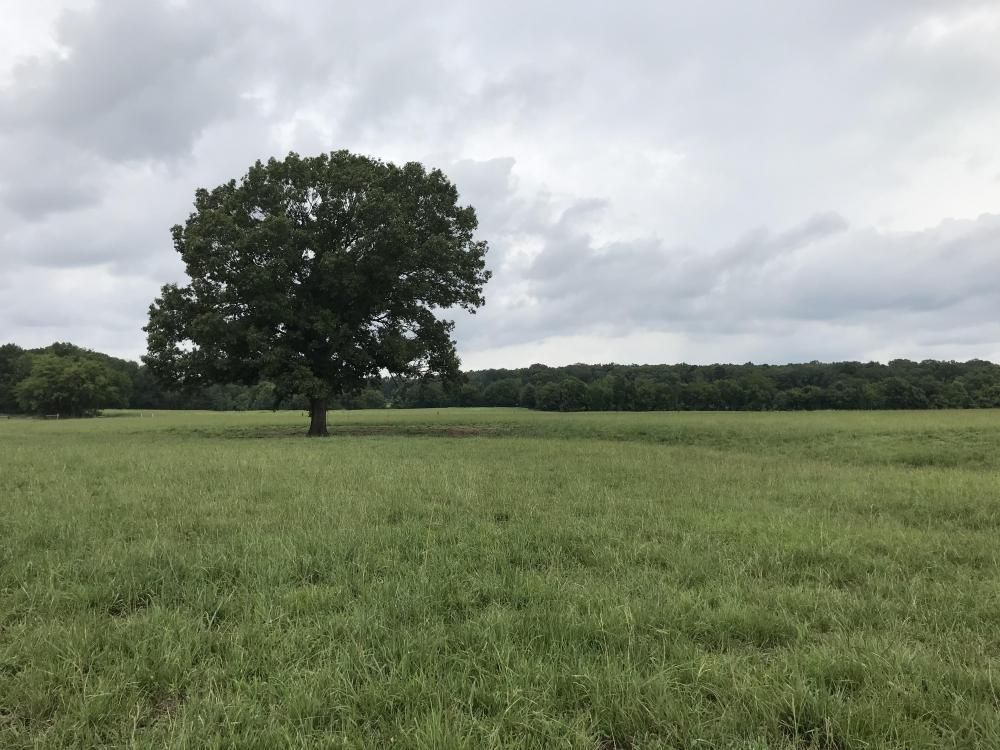 662 Acres, 219 CR 164, Louin, MS 39338 Land and Farm