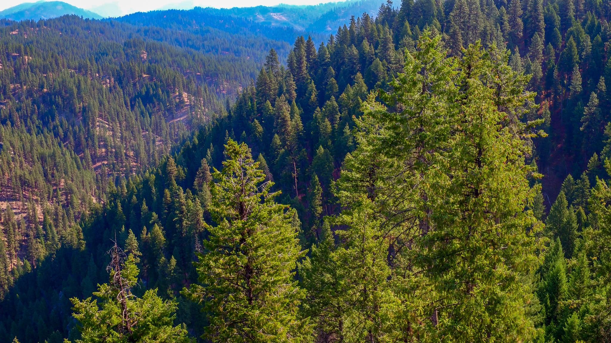 190 Acres, TBD1 FS 641, Garden Valley, ID 83622 Land and Farm