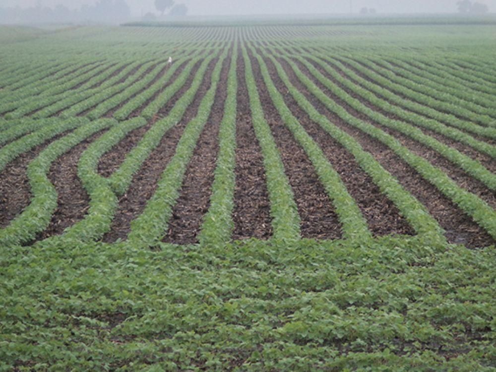 160 Acres, Echo, MN 56237 Land and Farm