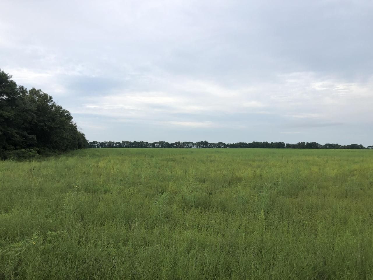 148 acres in Beedeville, AR, 72014 Land and Farm