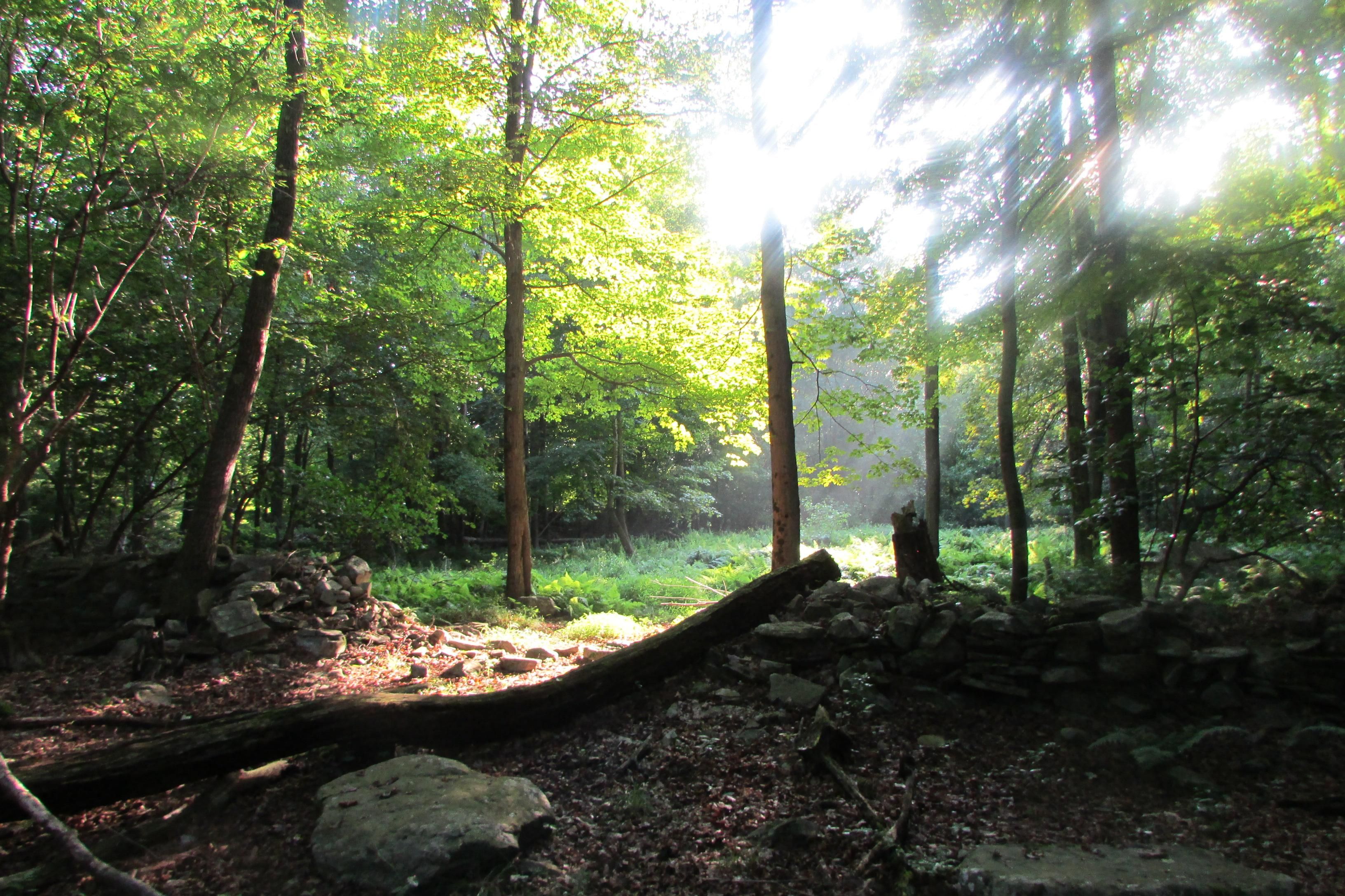 10 Acres, Camp Sunset Road, Plattekill, NY 12528 Land and Farm