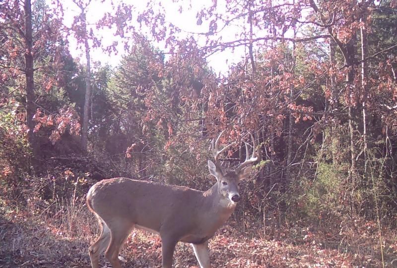 69 Acres, 2471 LatonTurner Rd, Upton, KY 42784 Land and Farm
