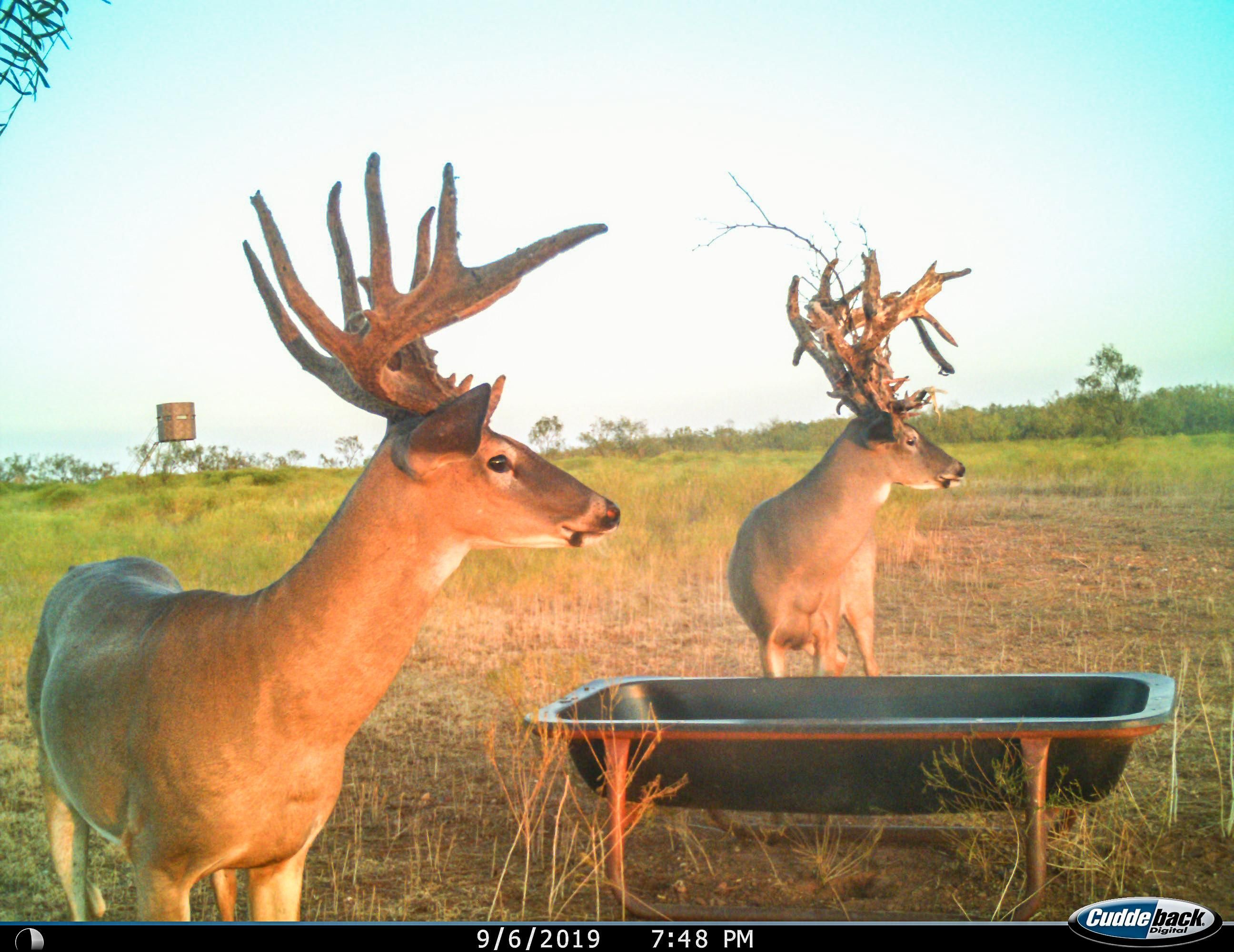 415 South 1st Street, Haskell, TX 79521 MLS 14191281 Land and Farm