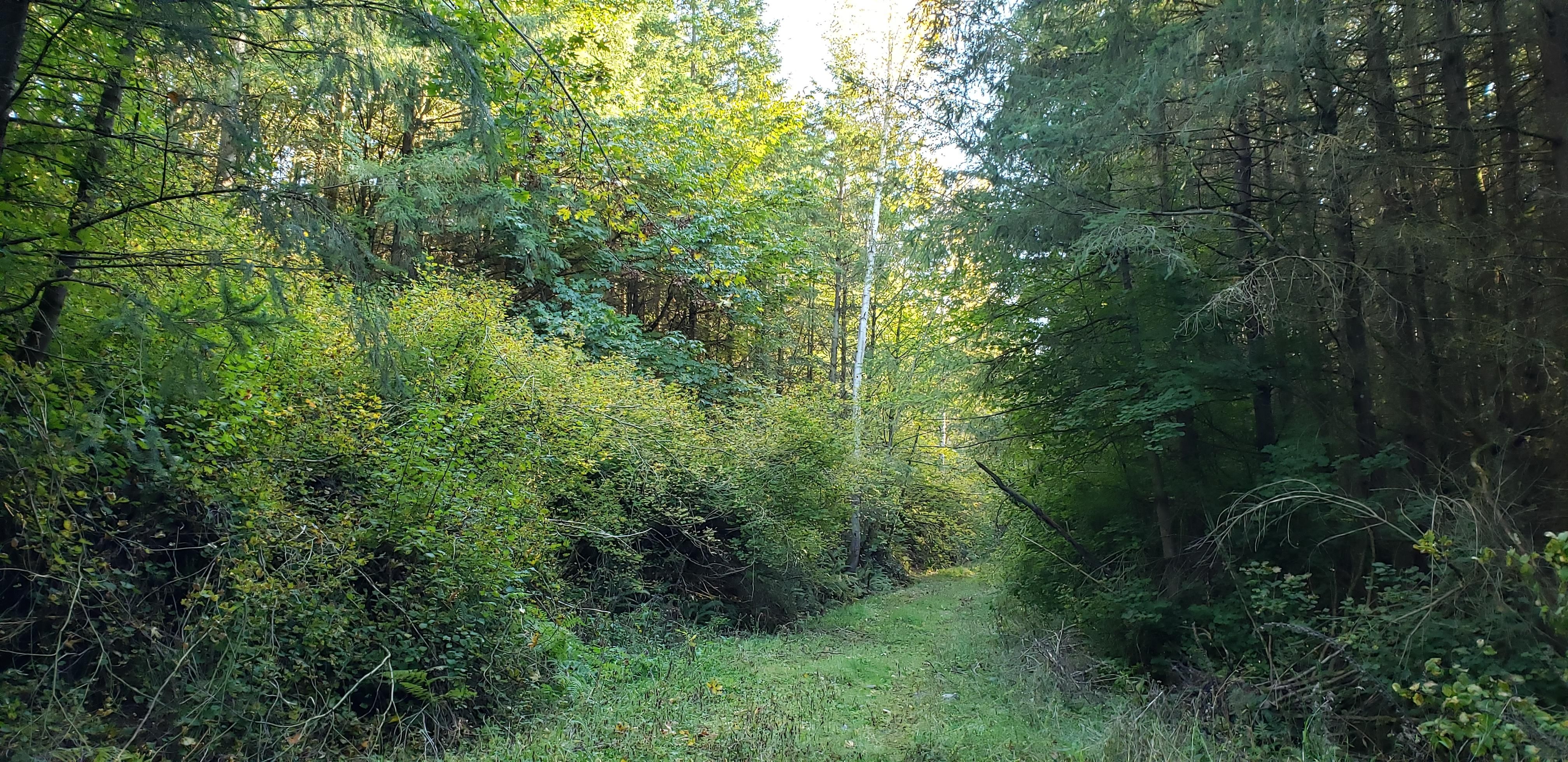 McNaught Road South, Roy, WA 98580 MLS 1529060 Land and Farm