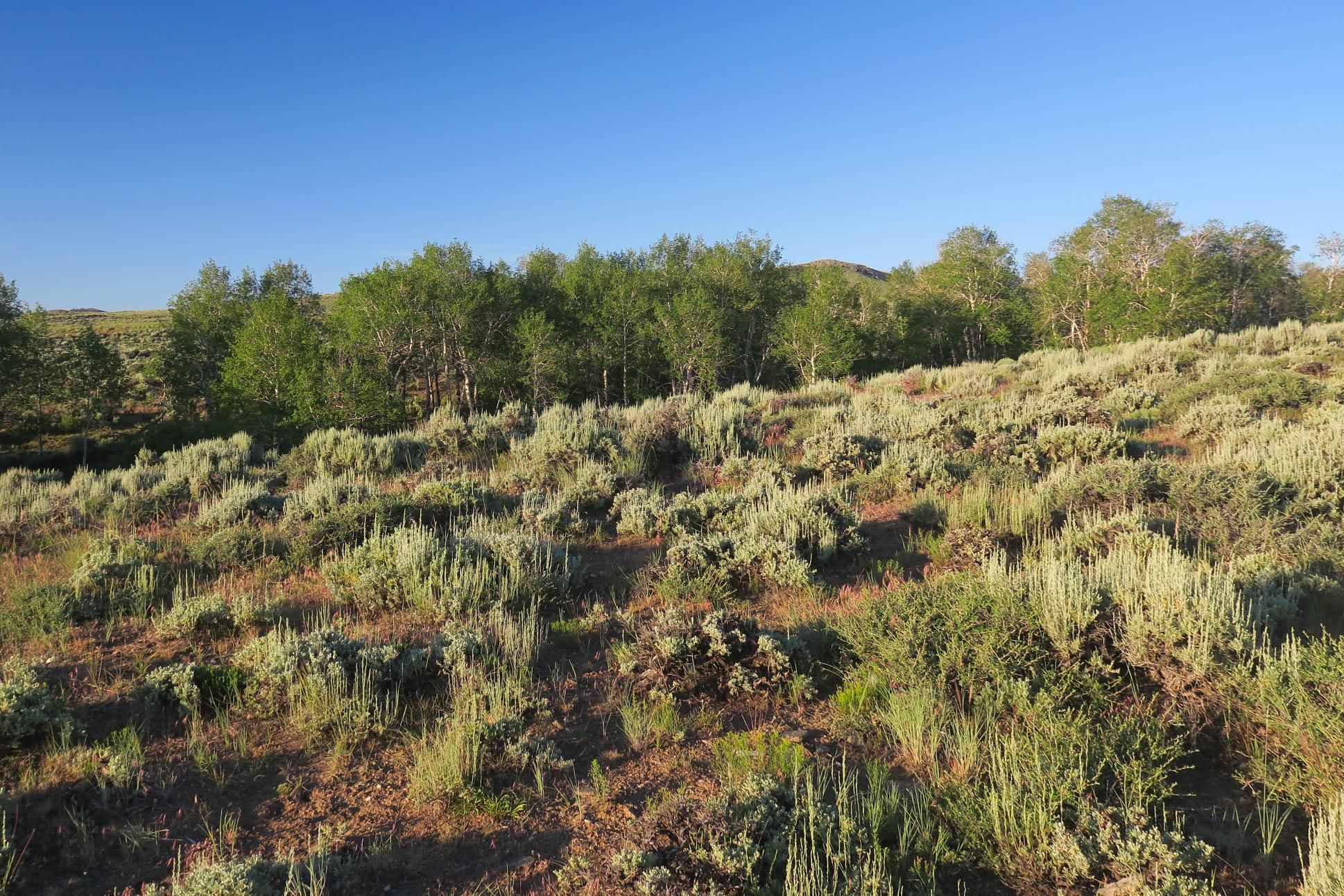206 acres in Encampment, WY, 82325 MLS Badger Creek Homestead Ranch