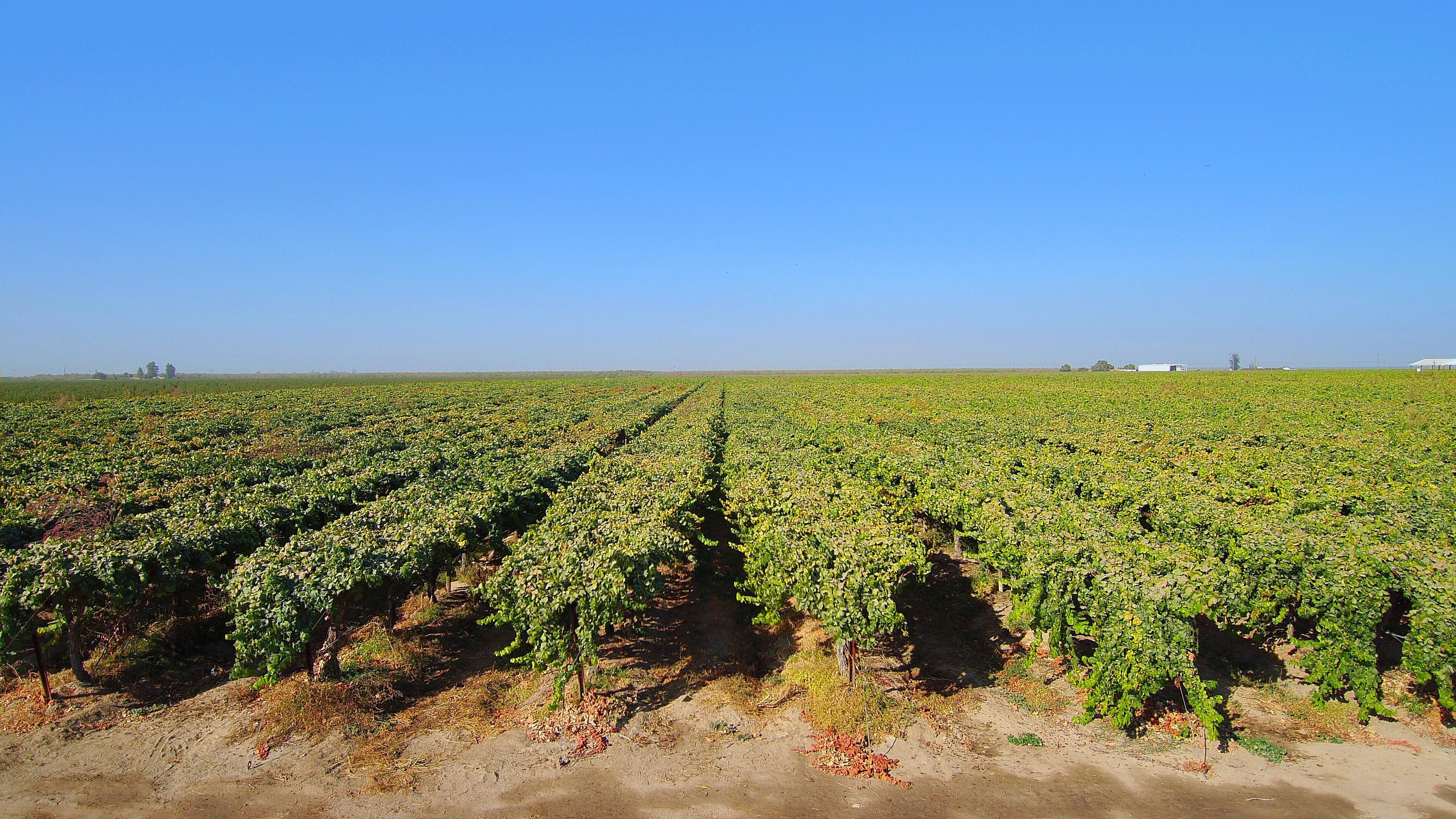 150.14 Acres, 6677 W Huntsman Ave, Caruthers, CA 93609 Land and Farm