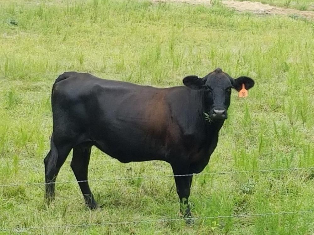 12 Acres, 0 Pretty Branch Road, Cuba, AL 36907 Land and Farm