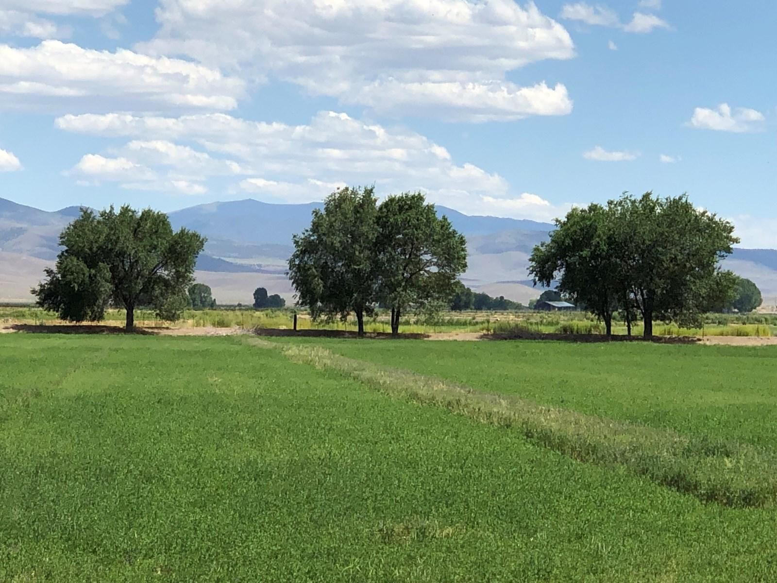 2669 State Route 208, Smith, NV 89430 MLS 190011983 Land and Farm